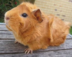 fotos de cuyos abisinios