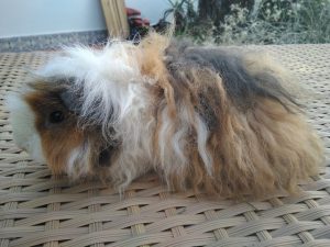 fotos de cuyos alpacas