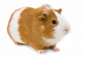 fotos de cuyos americanos