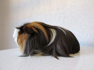 fotos de cuyos coronet