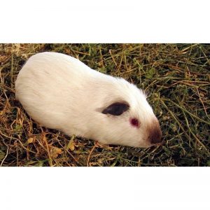 fotos de cuyos himalayas