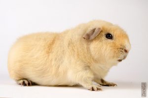 fotos de cuyos teddy