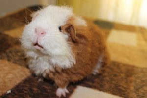 imagenes de cuyos merino