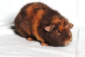 imagenes de cuyos rex