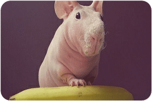 imagenes de cuyos skinny